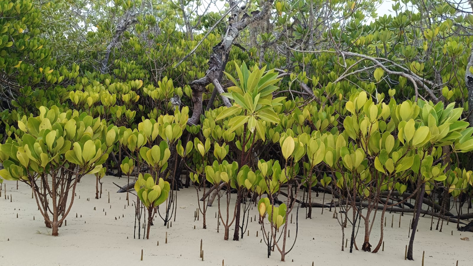 Mangroves: The Heartbeat of Lamu’s Ecosystem