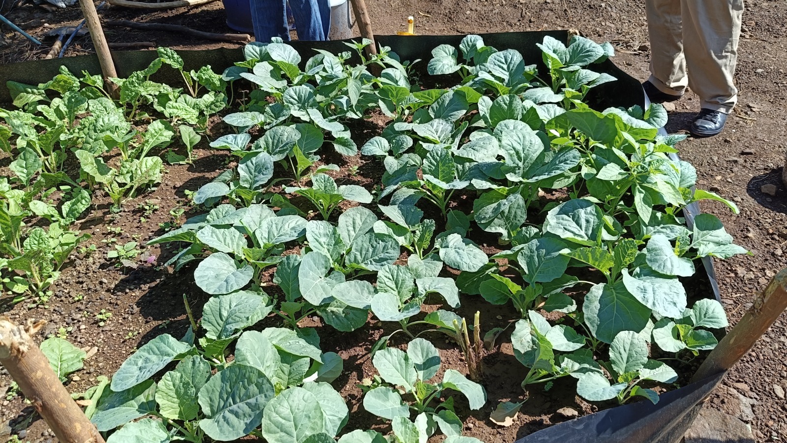 From Uncertainty to Harvest: Rose Tiren’s Journey with Climate-Smart Agriculture in Baringo.