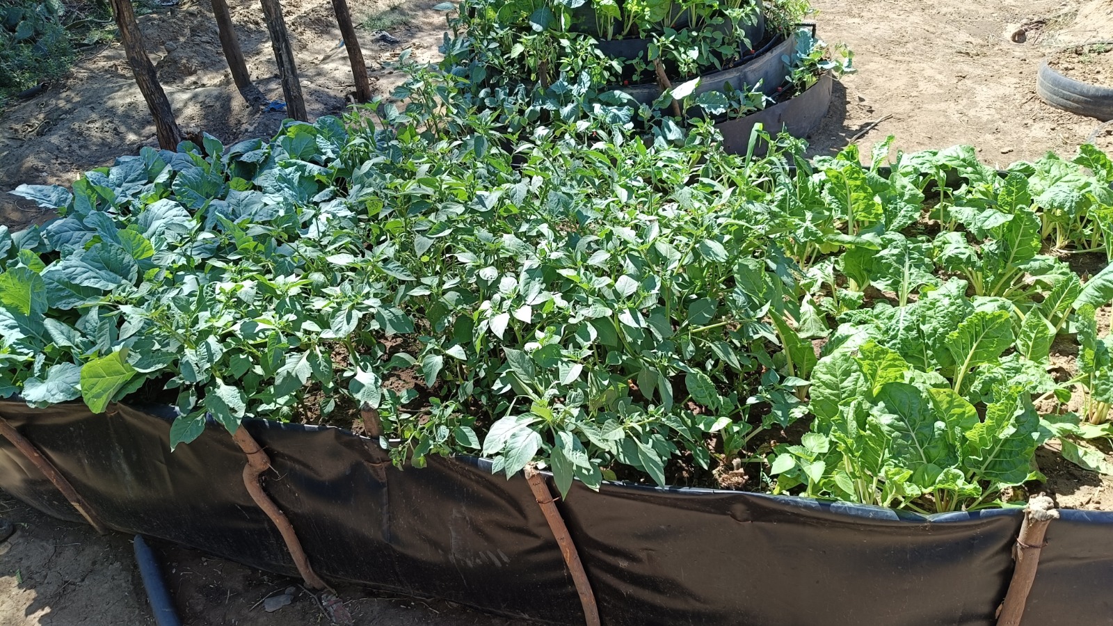 From dry ground to a full table: Monicah Changwony’s Journey with Climate-Smart Gardening in Baringo.