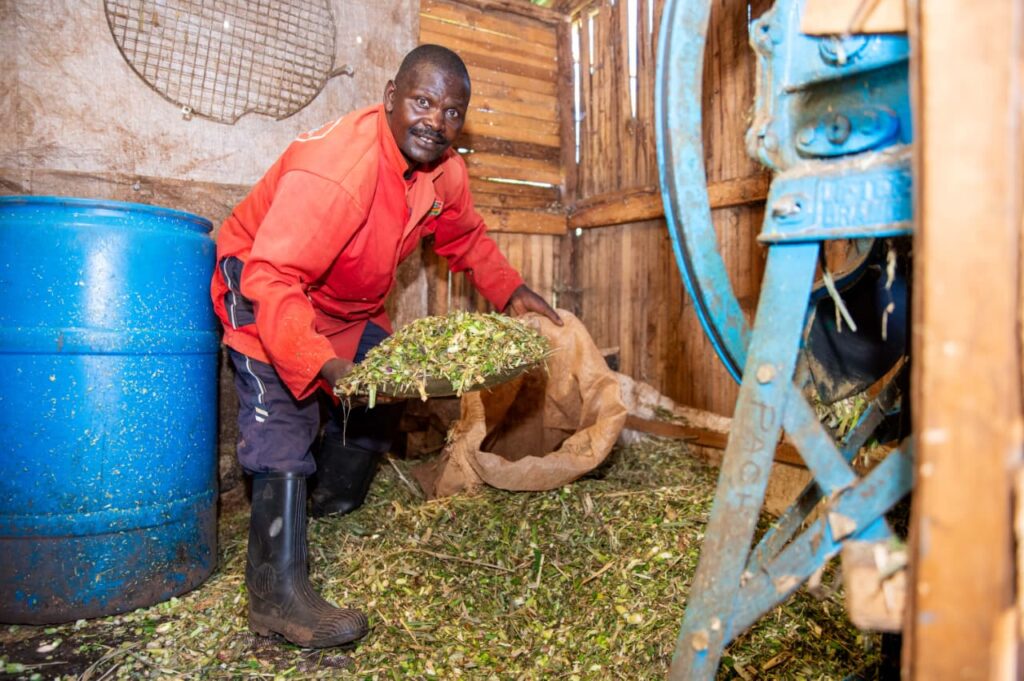 Chopped fodder