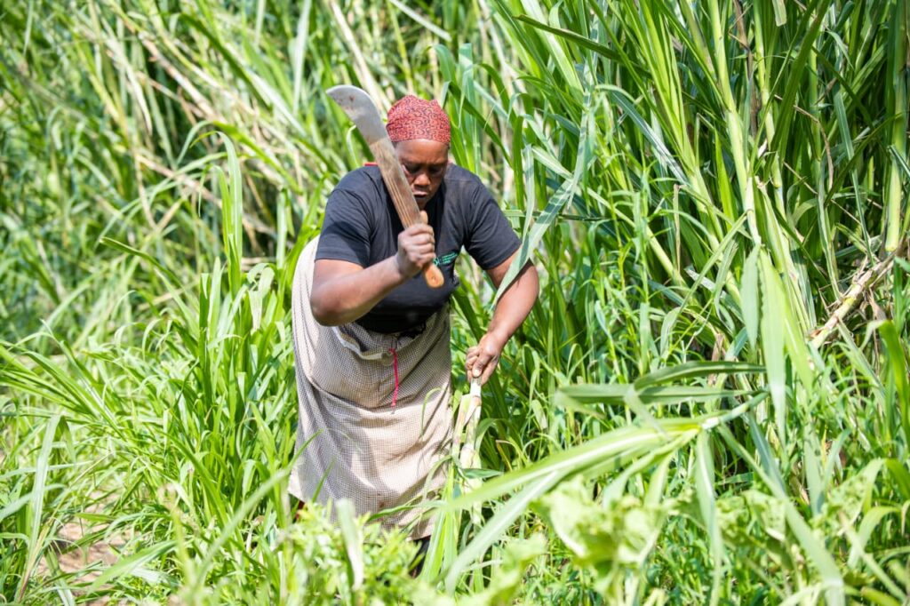 A farmer harvesting fodder from the Demo farm