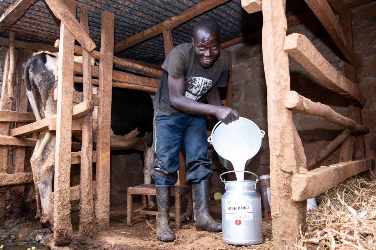Dry Pastures, empty Shelves: The drought behind Kenya’s milk shortage